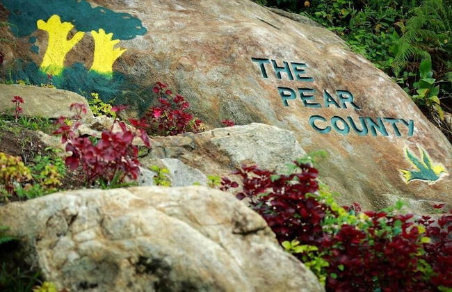 The Pear County - Foto 30