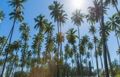 Islander on the Beach 205 - Foto 2