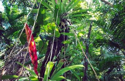 Casa de campo com cachoeira no quintal - Foto 73