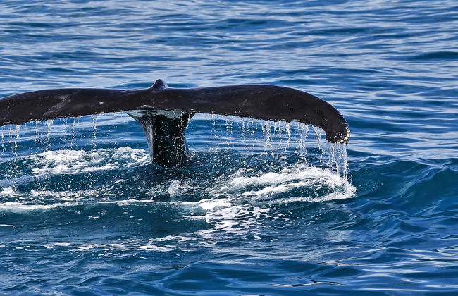Whale Watching in Moreton Bay - Photo 1