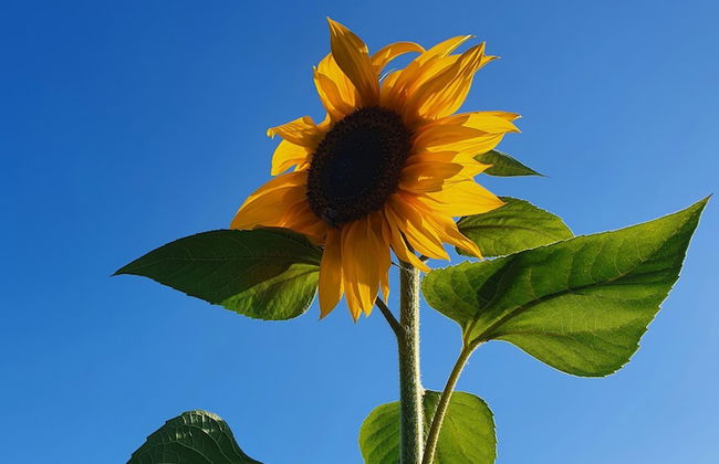 Dartmoor Reach Alpaca Farm - Foto 76