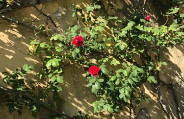 Villa Il Padule - Foto 45