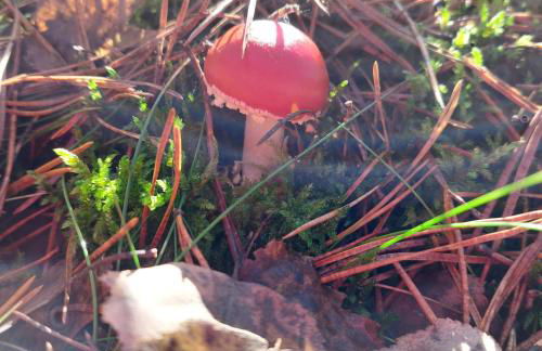 Villa Rosenrot am See - Photo 44