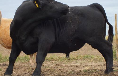 Quinta da Gafaria - Foto 33