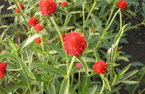 Casa do Arco - Casa de Campo - Photo 55