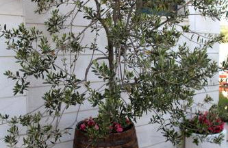 Villa Rustica Dalmatia - Photo 31