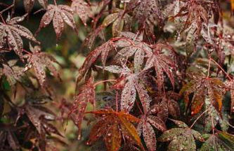 Rustic Ridge - Foto 14