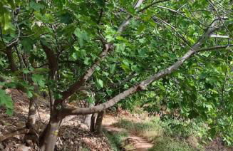 Mi casica de Bogarra - Foto 14