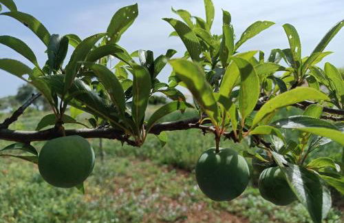 Passo do Lobo - Turismo Rural - Foto 85