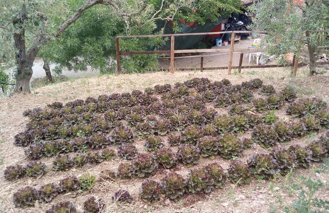 Agriturismo Al Poggetto - Photo 55