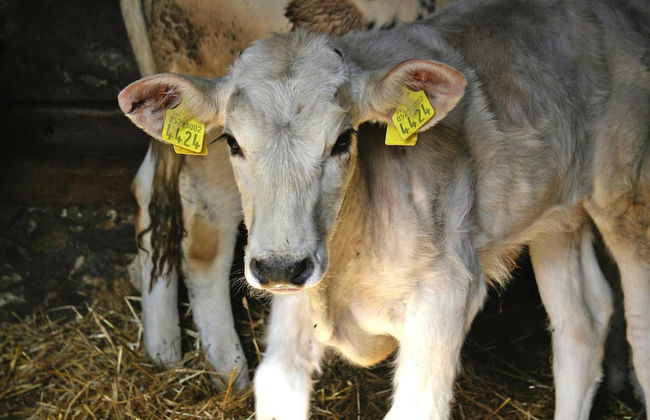 Country House in Tuscany With Panoramic Views - Foto 8