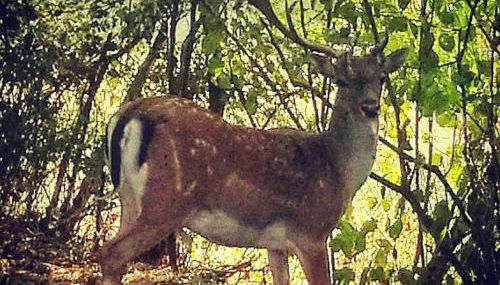 Prà de Mandè - Photo 2