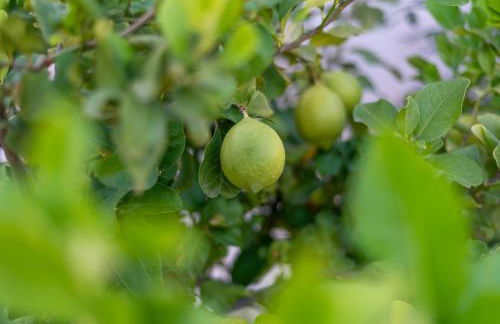 Casa Giardinello - Foto 43