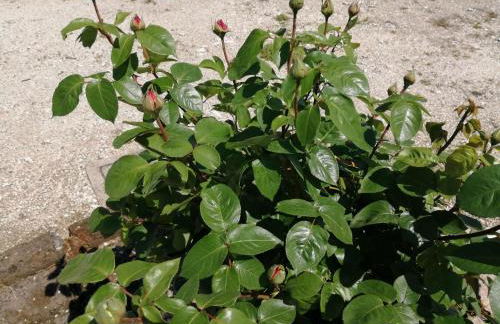 Agriturismo Nuvolino - Foto 7