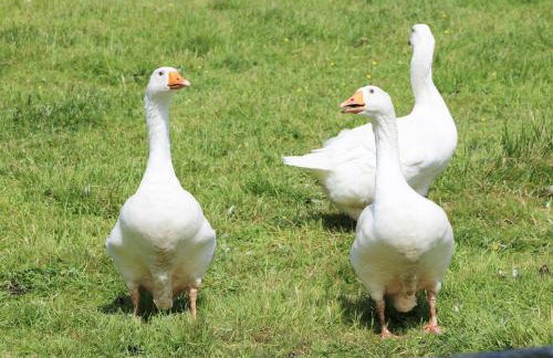 Brook Lodge - Foto 25