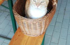 FW Achterdeck, 1 Obergeschoss, Petershof-Lehbek - Foto 14