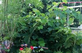 Alexandra Homestay - Foto 66