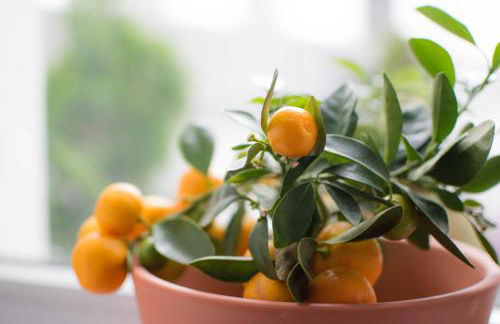 Altstadt Suite - Foto 45