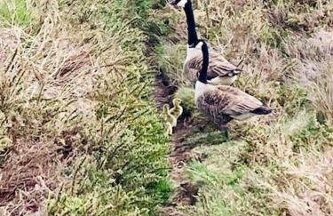 Granite Country Cottage west of Penzance - Foto 12