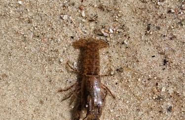 Martha - Ferienhaus, 3 Schlafzimmer, 2 bis 6 Personen, S-Bahn nach Berlin, Strausseenähe, ruhige Lage - Foto 29