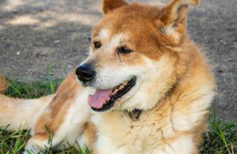 Piperitsa house for nomads or families in the countryside - Foto 39