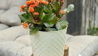 Gîte Brin de Nature au cœur de la nature bugiste - Foto 2