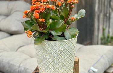 Gîte Brin de Nature au cœur de la nature bugiste - Foto 2