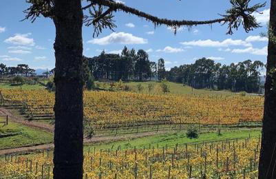 Tenuta Bergamaschi - Foto 40