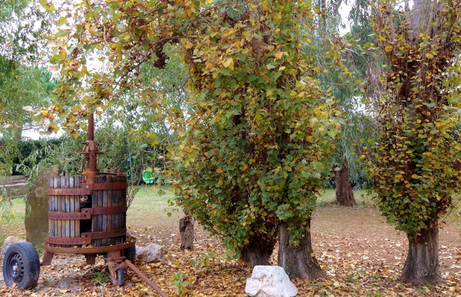 Agriturismo Pinzale - Foto 32