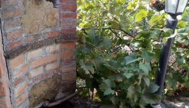 APPARTAMENTO FERRARO TURINA - Foto 4, Garden