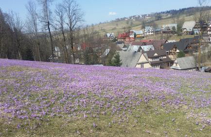 Dom W Krokusach Pokoje Gościnne - Foto 22