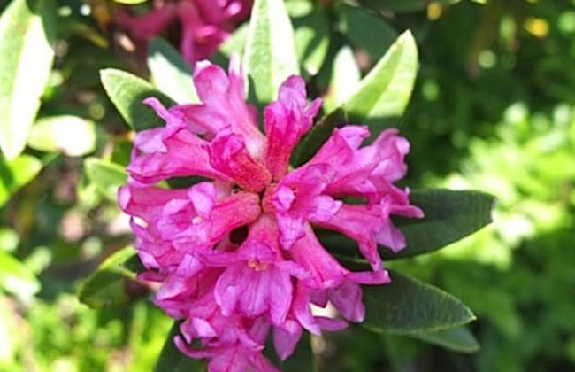 Alpenrösle - Foto 44