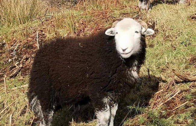 Pheasant Lodge Scottish Borders - Foto 29