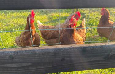 Woodview Cottage - Foto 76