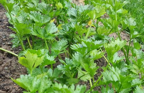 Haus Hofer *** - Foto 18