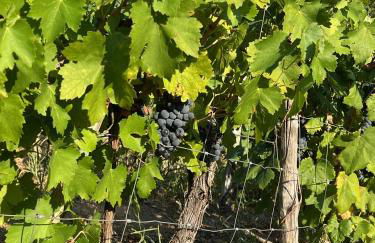 Carballo Alenza,2 - Foto 24