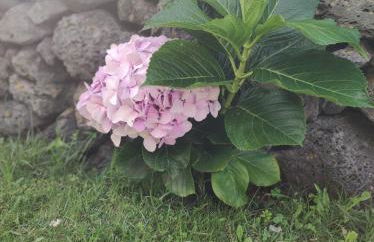 Palmtree 37 Al - Photo 12