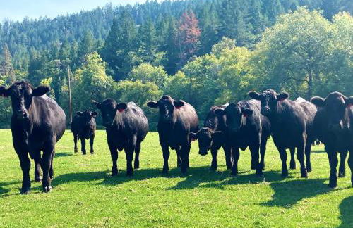 Secluded Farm Stay for a Perfect Oregon Glamping Experience - Foto 34