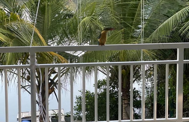 Morning Guest can see Momkeyies and Birds - Foto 14