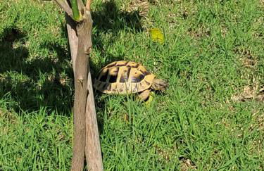 Villa Nicole - Photo 16