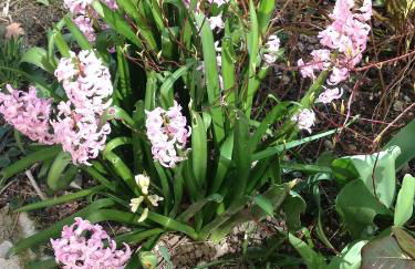 Le Croix Rousse Jacquard - Foto 28