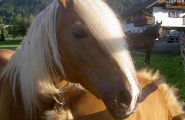 Residence Tolderhof - Olang - Foto 22