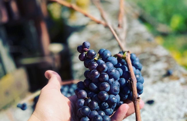 Stunning 6-bed Villa in Etoy - Foto 36