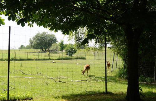 Idylisches Cottage mit Reh - Foto 36