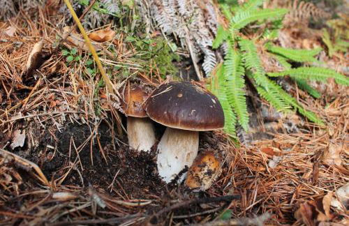 El Patio de la Morera I - Foto 22