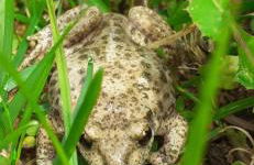 Mas Vilar, relax, nature and slow Exclusive Only 6 rooms - Foto 27