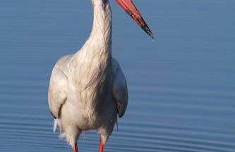 CozyHome - Cabanas - Photo 64