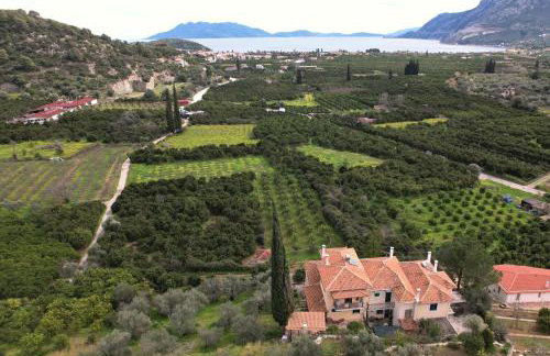 The Olive Tree - Photo 18