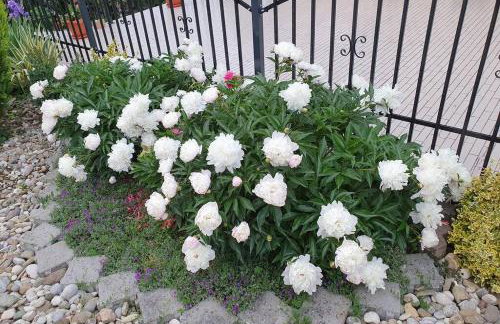 Apartman Robert - Apartmani Barsic - Photo 13