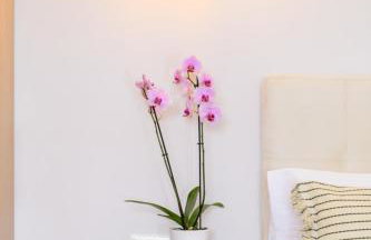 Olivia’s House - Foto 27